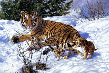 母老虎，冬天，幼崽，艺术，老虎，约翰·巴诺维奇，雪