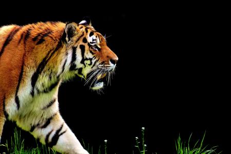 老虎，捕食者，毛皮，美丽，危险，猫