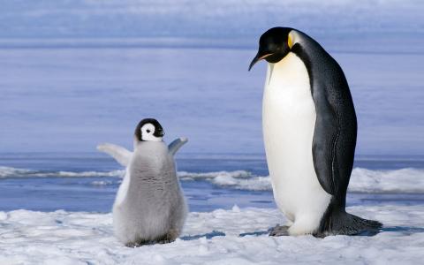 企鹅，家庭，小牛，小鸡，南极洲