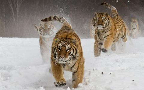 老虎，冬天，雪，猫