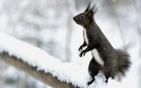 松鼠，冬天，雪