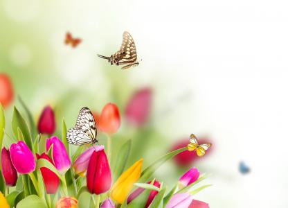 鲜花，模糊，蝴蝶，郁金香，春天