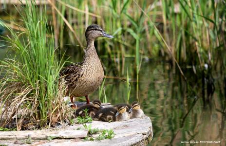 鸭，雏鸭，母亲，后卫，休息，湖，芦苇