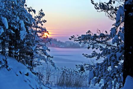 性质，冬天，雪，树，分支机构，早上，黎明