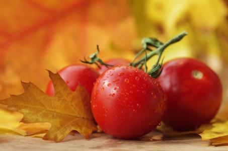 蔬菜，秋天，西红柿