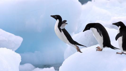 冰，跳，企鹅