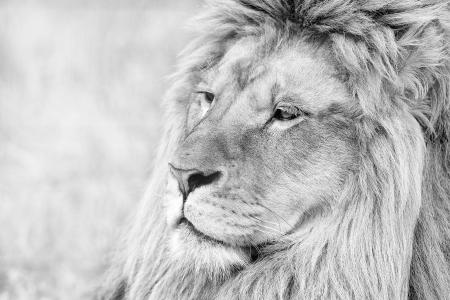 狮子，英俊，捕食者，黑色和白色背景