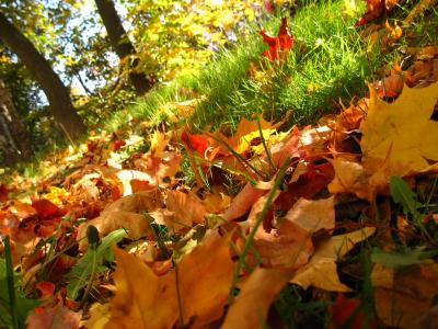 草，性质，叶子，秋天，树木