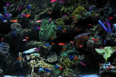 五颜六色的鱼，鱼，珊瑚，海底世界