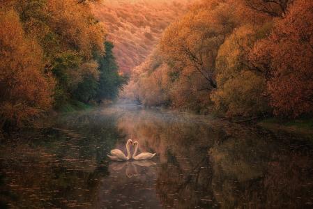 河，秋天，天鹅，反射
