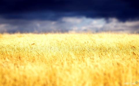 场，小麦，天空，乌克兰，象征主义，Prapor，颜色，黄色，蓝色