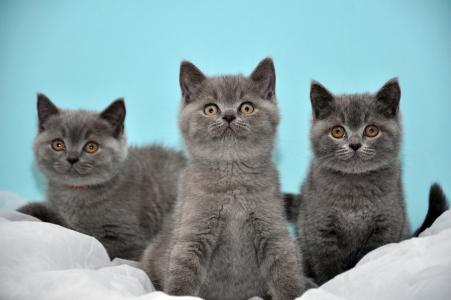 英国人，三只猫，小猫，灰色
