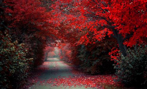 自然，公园，路径，秋季，美丽