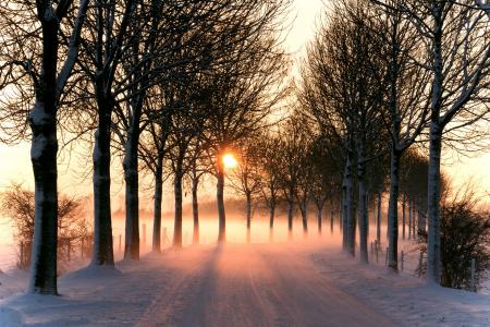 光，树，太阳，性质，路，冬季
