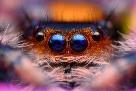 蜘蛛，眼睛，宏