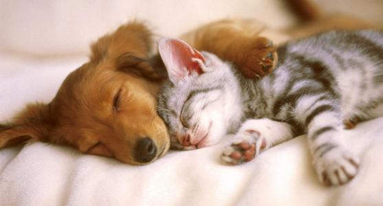 狗，猫，睡眠，友谊