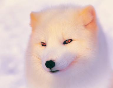 极地狐狸，极地狐狸，光线，冬天