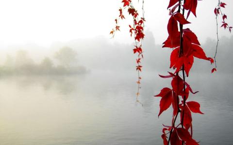 秋天，叶子，红色，鞑靼