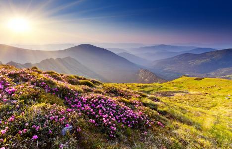 花，石头，太阳，山，光线，丘陵，草
