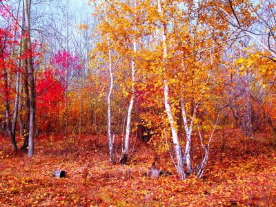 深红色，金，红色，秋季，十月，kokshetau，森林，桦木，枫叶，叶，秋天，性质