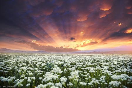 花，天空，草，太阳光线，黎明，由Tiko Aramyan的领域