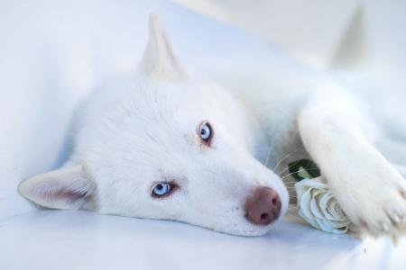 狗，哈士奇，玫瑰，宏，照片，主题，积极，白色背景
