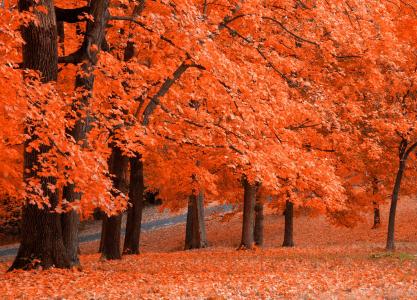 性质，秋季，公园，胡同，树木，美丽