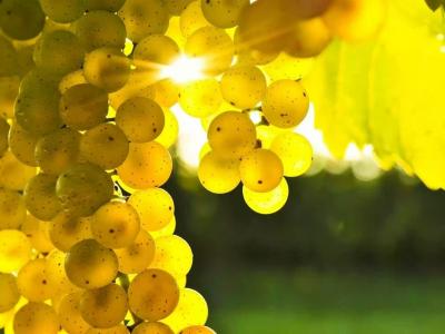 葡萄，金黄，太阳