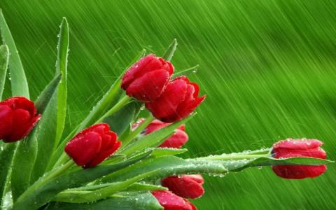 郁金香，红色，雨，分支