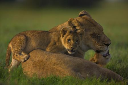 骄傲，家庭，幼崽，母狮