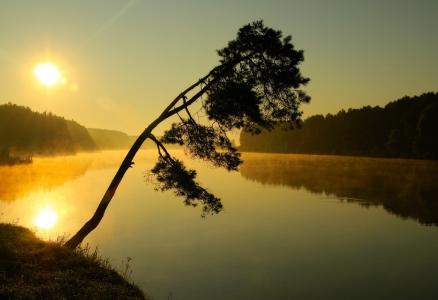 金色的早晨，河，森林，天空，太阳，孤独的树，照片，Nesterchuk谢尔盖