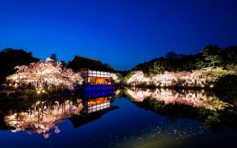 日本，风景，平安寺，京都