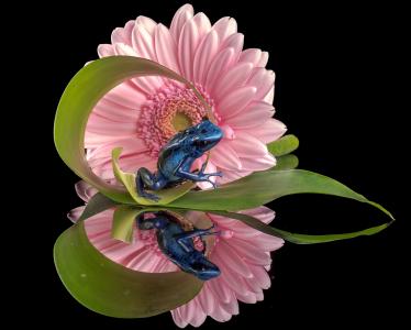 花，反射，青蛙，非洲菊，蓝色的飞镖