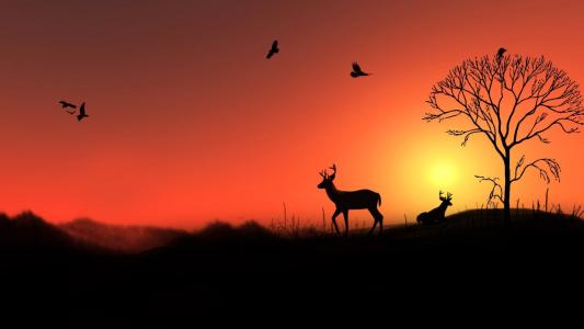 动物，自然，日落，鹿