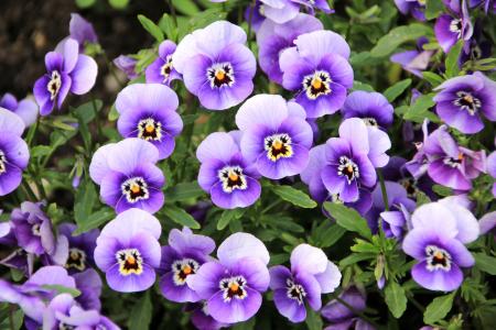 自然，鲜花，紫罗兰，三色堇