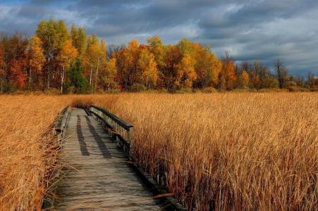 线索，秋天，美丽的照片，景观，金色的领域