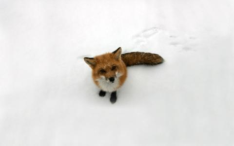 狐狸，看，狐狸，雪，红
