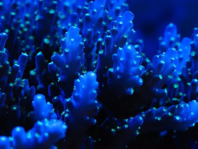 海，珊瑚，蓝色，海，海，珊瑚，蓝色，海洋生物