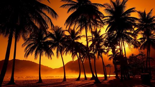 日落，热带地区，棕榈树，晚上