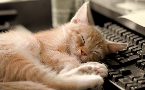 键盘，梦想，红猫