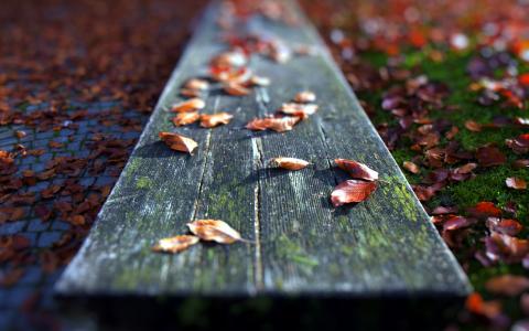 宏，叶子，长凳