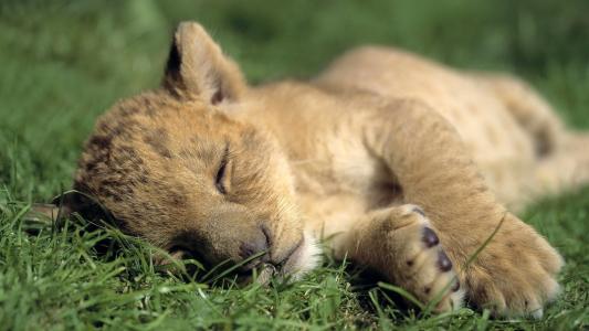 一只小小虎，睡觉，沙色