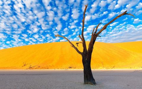 非洲，纳米比亚，沙漠，孤独的树，自然的色彩