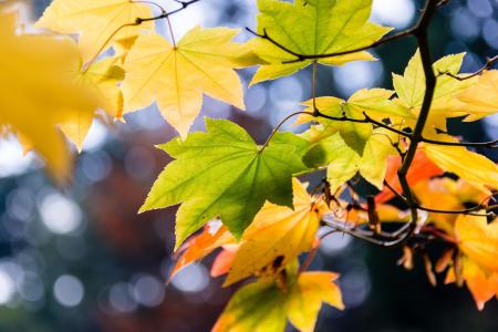 秋天，树枝，树叶，枫树，散景