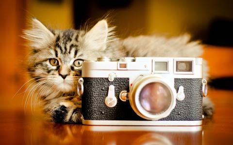 相机，小猫，蓬松