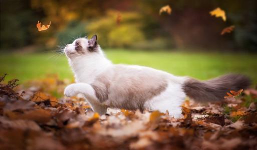 动物，猫，猫，性质，秋季，叶子