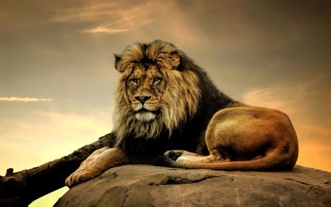 狮子，捕食者，观点，野兽之王