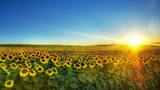 乌克兰，向日葵，领域，天空，太阳，早晨，自然，世界，夏天