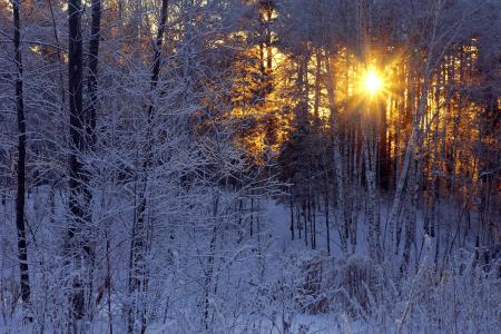 冬天，日落，雪，树木，性质
