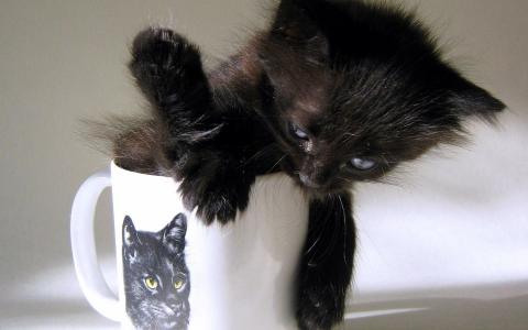 坐，黑色，小猫，在一个杯子里